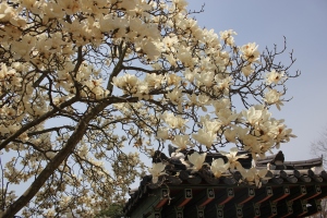 bulguksa temple magnolia gyeongju 